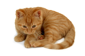 Image showing Kitten