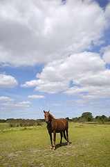 Image showing Horse