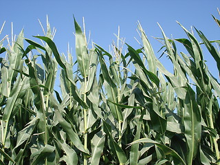 Image showing Corn Field