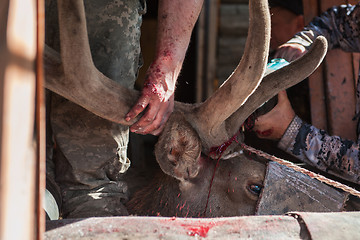 Image showing Cutting antlers of Altaic stag maral