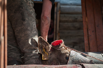 Image showing Cutting antlers of Altaic stag maral