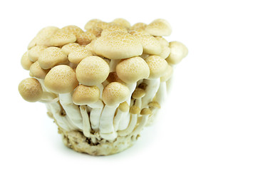 Image showing Fresh beech mushroom