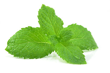 Image showing Fresh peppermint leaves