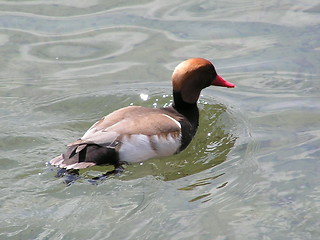 Image showing Red-crested Pochard