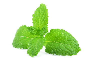 Image showing Fresh peppermint leaves