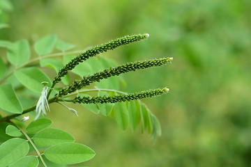 Image showing False indigo-bush