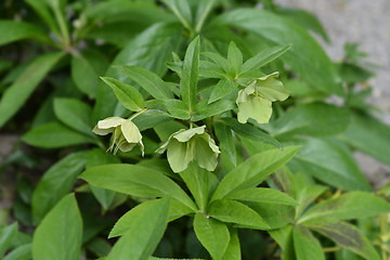 Image showing Lenten Rose