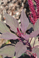 Image showing Purple Amaranth Velvet Curtains