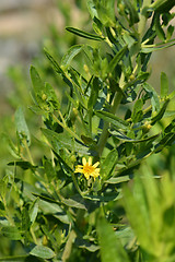 Image showing Sticky fleabane