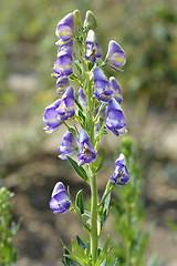 Image showing Variegated monkshood