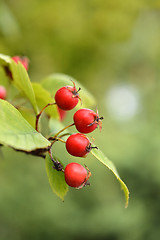 Image showing Cockspur hawthorn