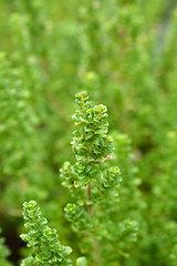 Image showing Alpine mint bush