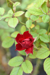 Image showing Rose Royal Red