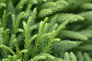 Image showing Japanese cedar Globosa Nana