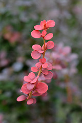 Image showing Japanese barberry Red Pillar