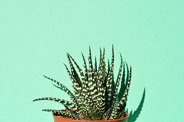 Image showing Zebra haworthia