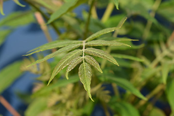 Image showing Tree of heaven