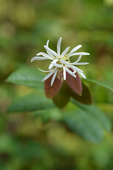 Image showing Chinese fringe flower