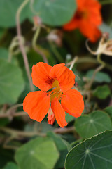 Image showing Garden nasturtium