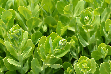 Image showing Showy stonecrop