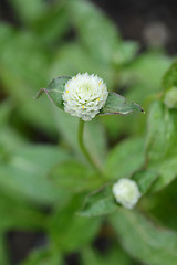 Image showing Globe amaranth