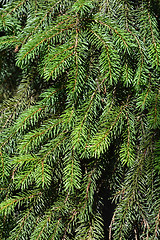 Image showing Norway spruce