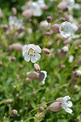 Image showing Sea campion