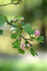 Image showing Double pink hawthorn