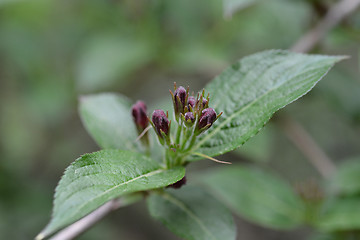 Image showing Bristol Ruby Weigela