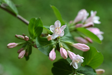 Image showing Japanese weigela