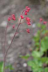 Image showing Firefly Coral Bells