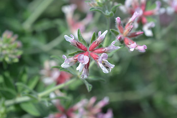 Image showing Hairy canary clover