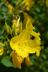 Image showing Common sundrops