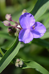 Image showing Virginia spiderwort