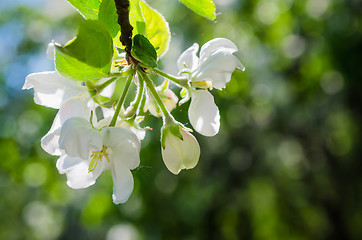 Image showing Branch of blossoming apple-tree