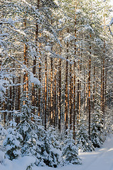 Image showing Trunks of pine trees in the forest after snowfall, close-up