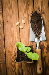 Image showing Still-life with sprouts and the garden tool