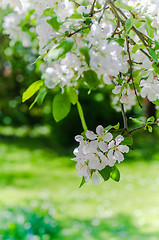 Image showing Branch of blossoming apple-tree, spring