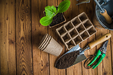 Image showing Seedlings and garden tools on a wooden surface