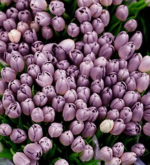 Image showing Spring Violet Tulips