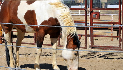 Image showing Horse standing in corral.