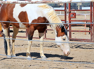 Image showing Horse standing in corral.