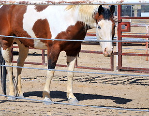 Image showing Horse standing in corral.