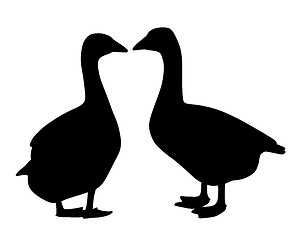 Image showing Two geese couple