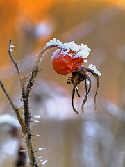 Image showing Frost