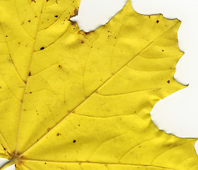 Image showing autumnal leaf