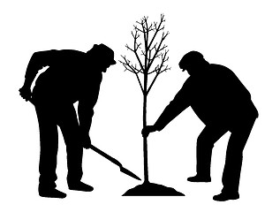 Image showing Planting a tree