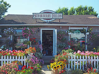 Image showing editorial flower shop on Main St. Montauk Highway Montauk New Yo