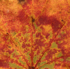 Image showing vivid autumnal colors