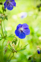 Image showing Blue flowers of the field, close-up